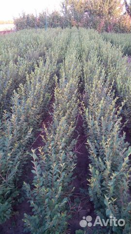 Продам кизильник