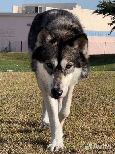 Волкособ, щенки