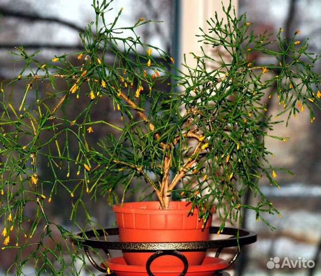 Хатиора солеросовая