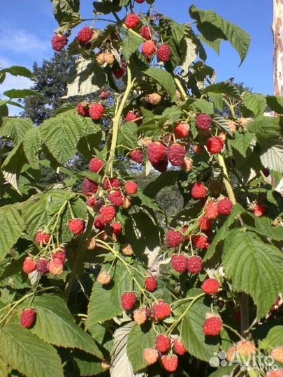 Ремонтантная малина