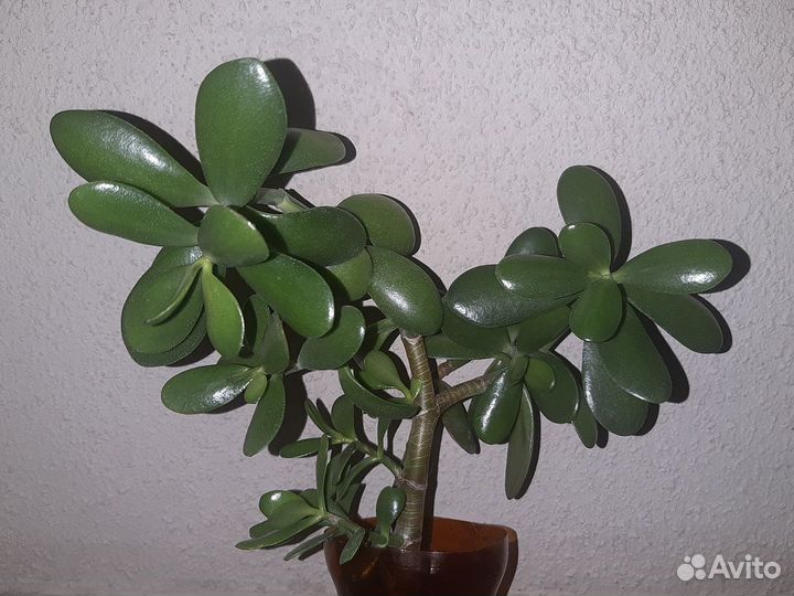 Денежный Цветок,Крассула Большой