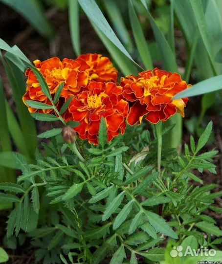Бархатцы семена
