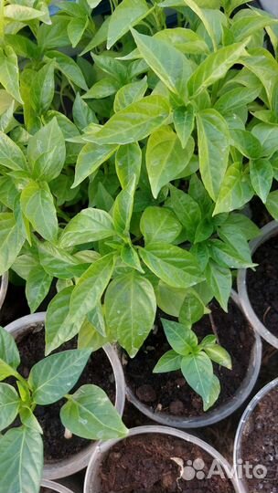 Рассада помидор и перцев