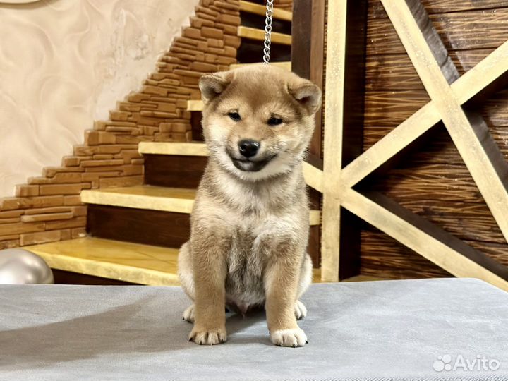 Малыш сиба ину