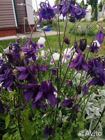 Многолетние цвет (деленки) ирисы, пионы, хосты