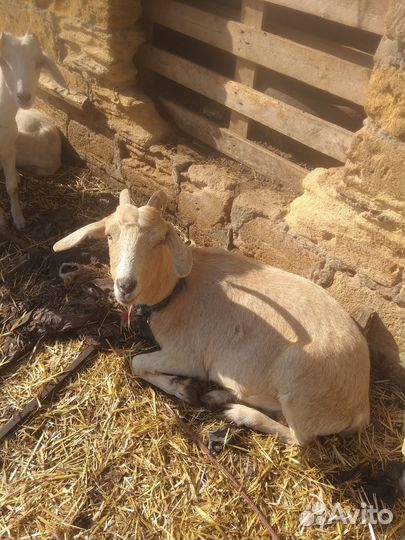 Продаются козы: молодняк, козлы