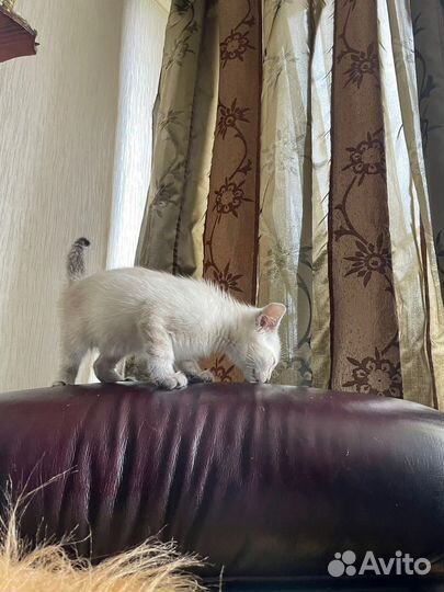 Котенок в добрые руки