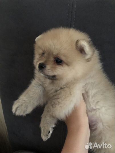 Собаки щенки