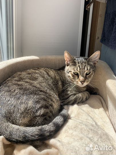 Котик Космо