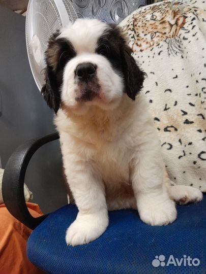 Сенбернарчики