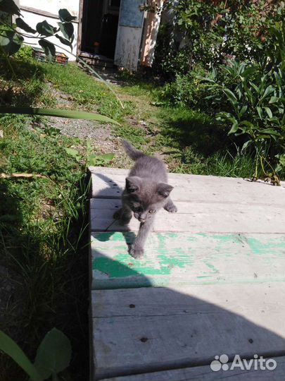 Котёнок, британец