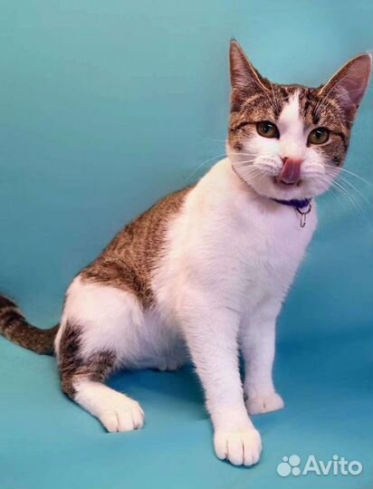 Кошка Синтия