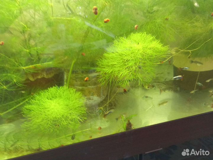 Растения для аквариума