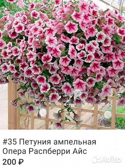 Петуния ампельная