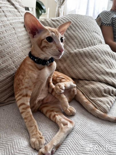 Кот ориентал