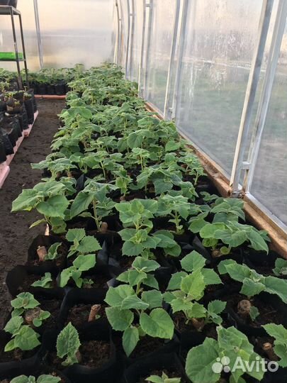 Павловния Акклиматизированные корниPaoTongZ07 Г