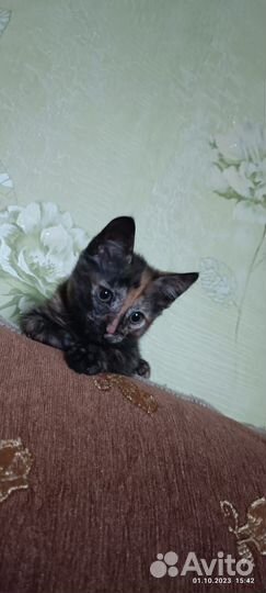 Кошка в дар бесплатно