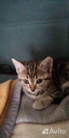 Кошка в дар бесплатно