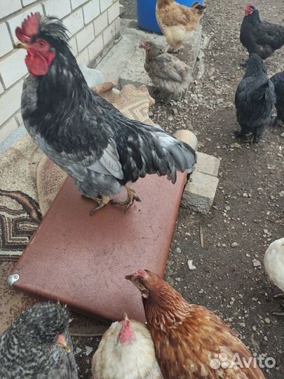 Куры и петухи брама