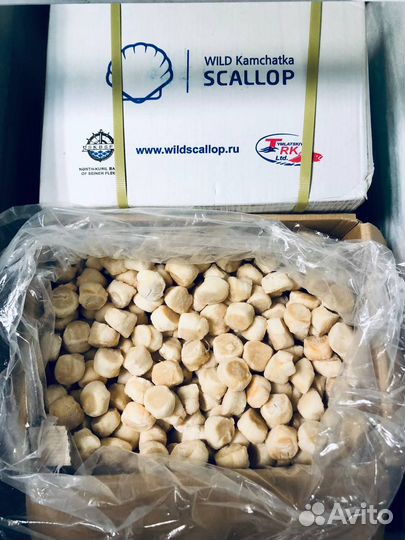 Морской Гребешок Курильский