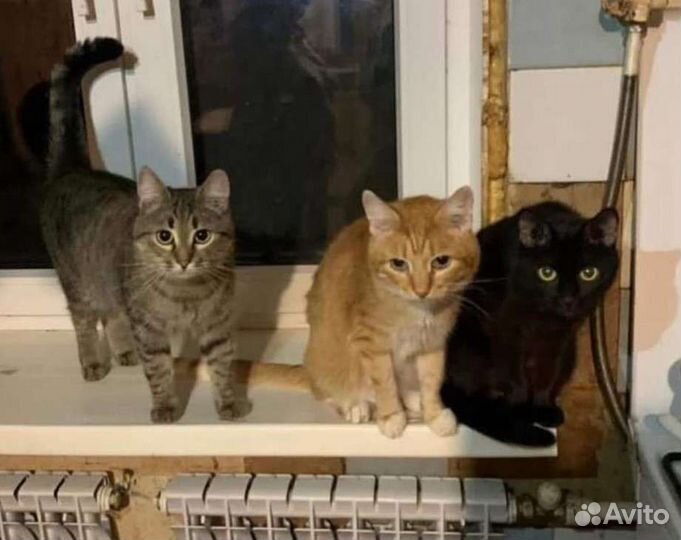 Разберите хоть по одному хвостику,выгоняют наулицу