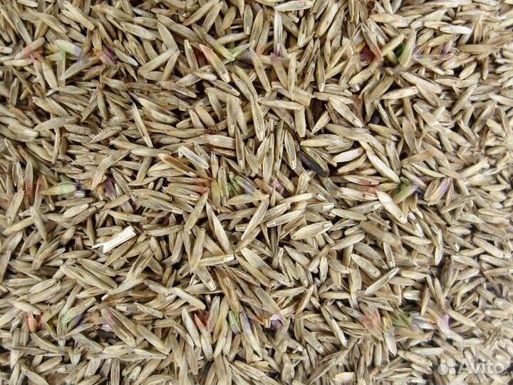 Семена Райграс пастбищный