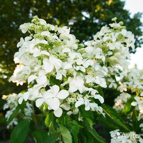 Гортензия метельчатая Бобо