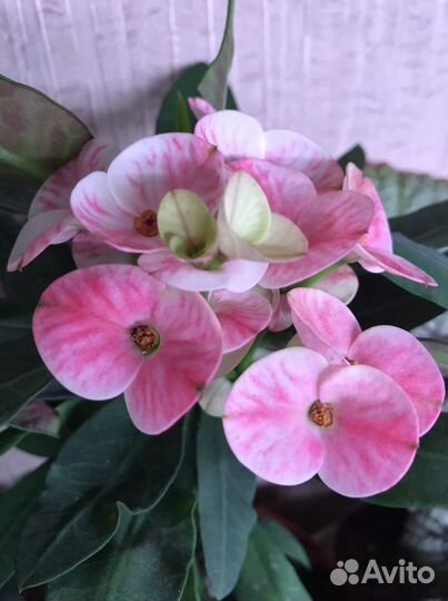 Эуфорбия миля крупноцветковый молочай