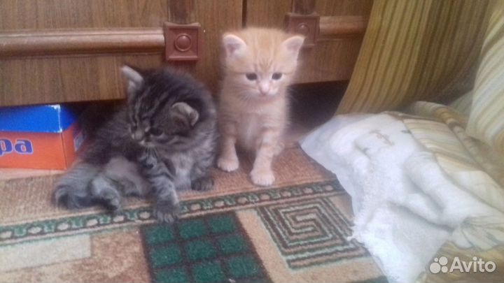 Котята