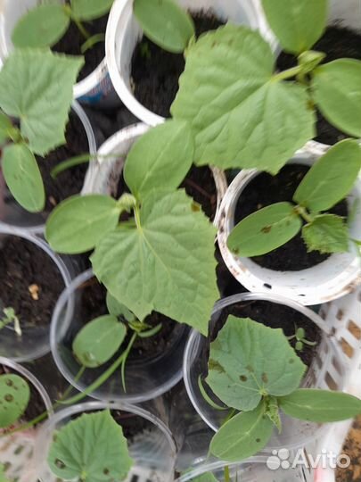 Рассада элитная томатов перца огурцов баклажан
