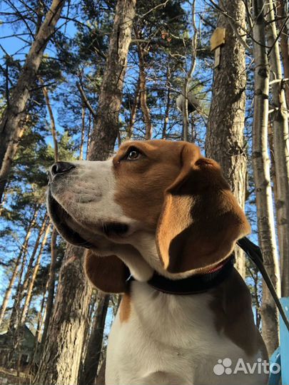 Бигль вязка