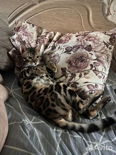 Бенгальский кот вязка