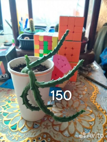 Комнатный цветок