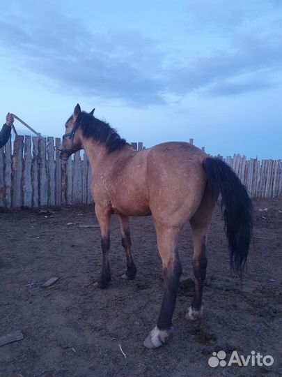 Жеребец 3года