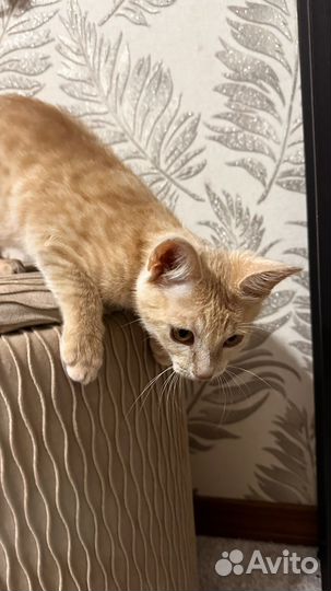 Домашние животные котята бесплатно