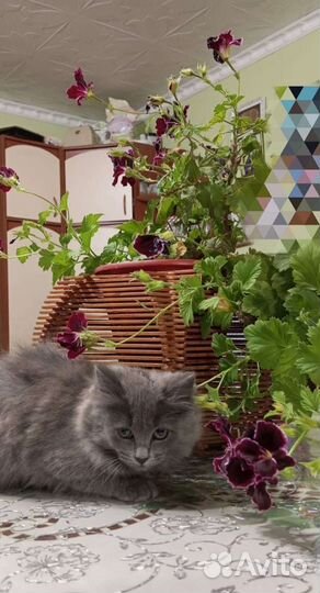 Британская длинношерстная кошка