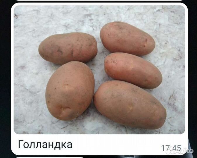 Картошка продажа
