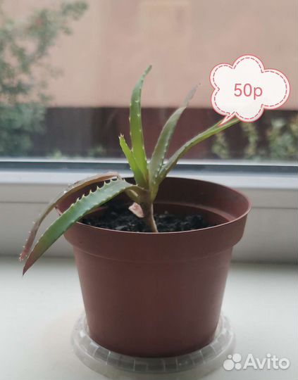 Алоэ вера растение