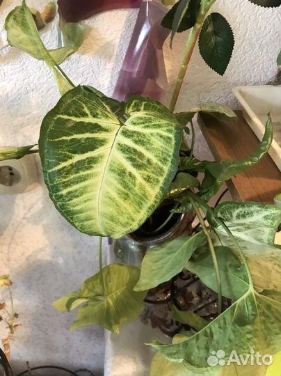 Есть в горшках и отростки