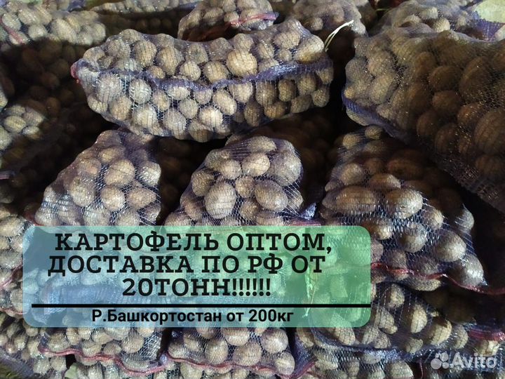 Картофель оптом от 200 кг