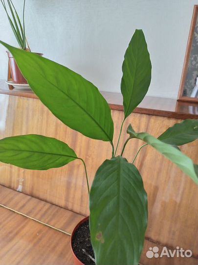 Продам цветы комнатные