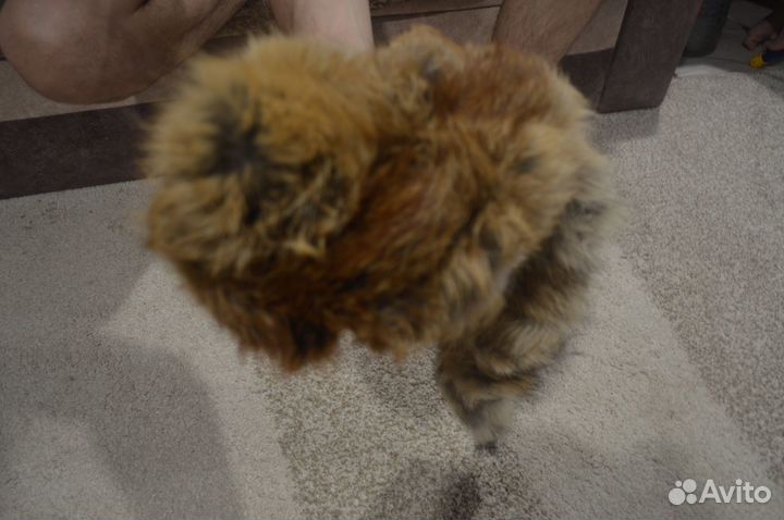 Лисьи шкуры