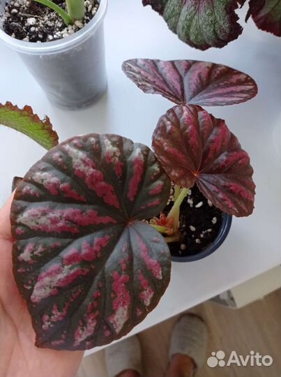 Бегония декоративно лиственная