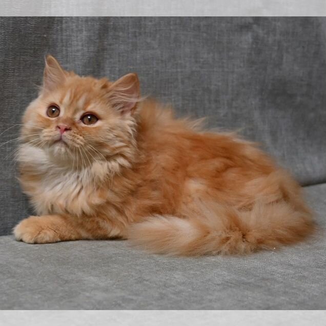 Британский длинношёрстный котёнок