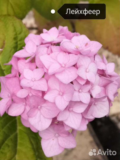 Гортензия крупнолистная Лейхфеер