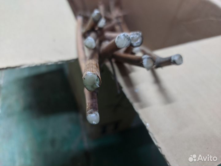 Черенки винограда 