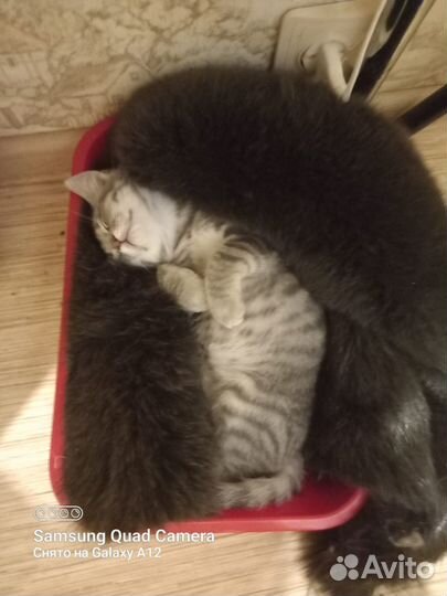 Котенок, кот подросток мальчик