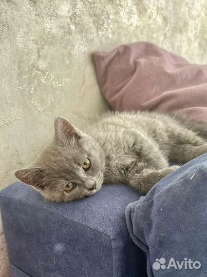 Британская