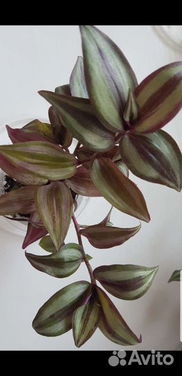 Традисканции 3 видов