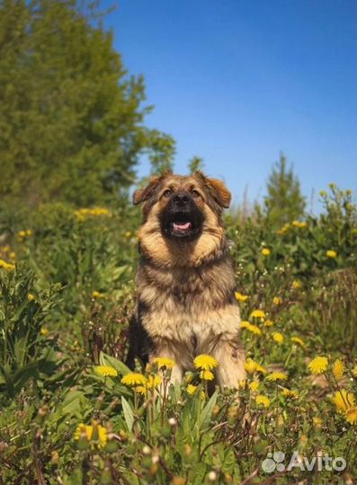 Собака в добрые руки